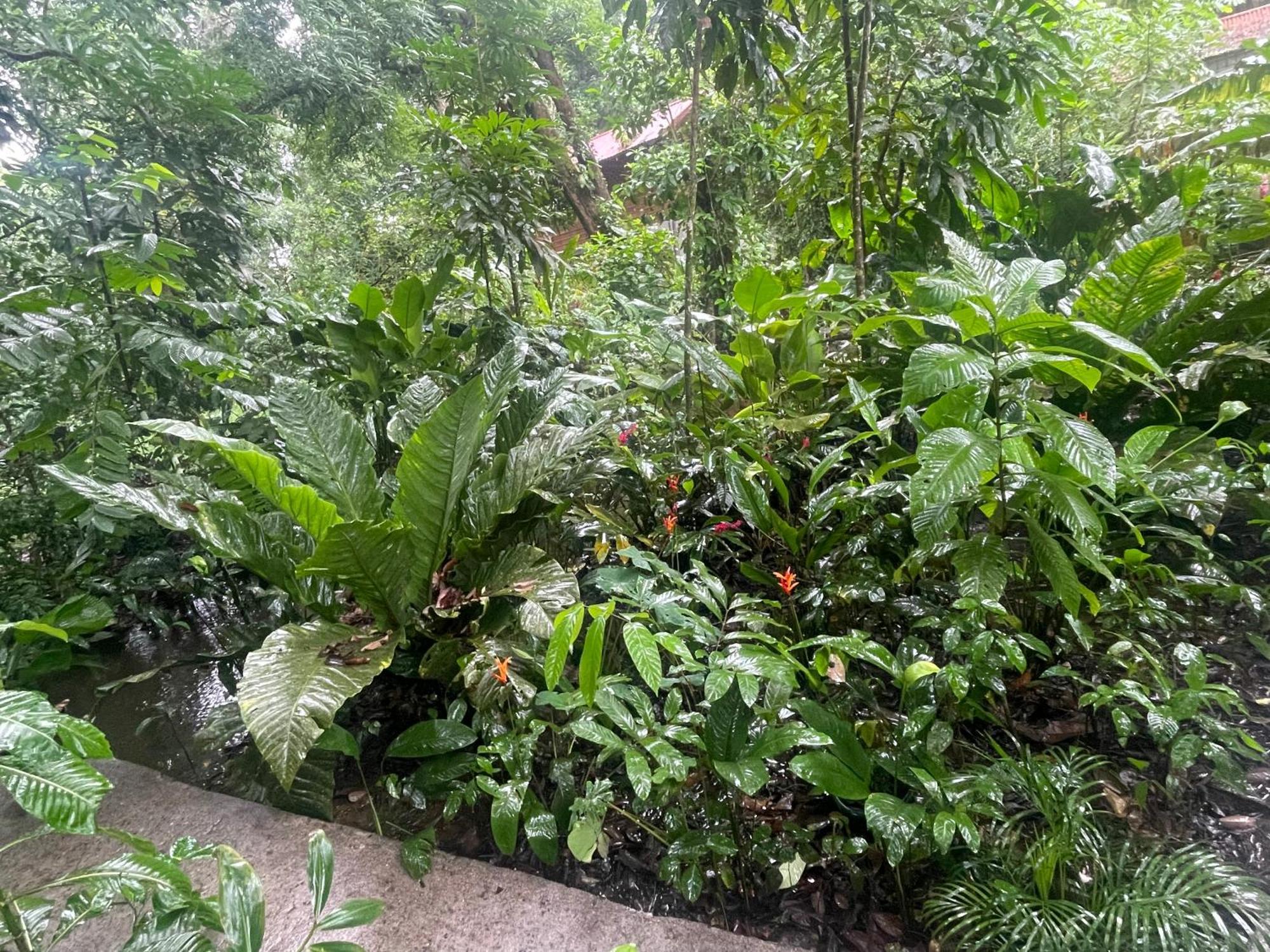 Casa Jaguar Tortugueroヴィラ エクステリア 写真