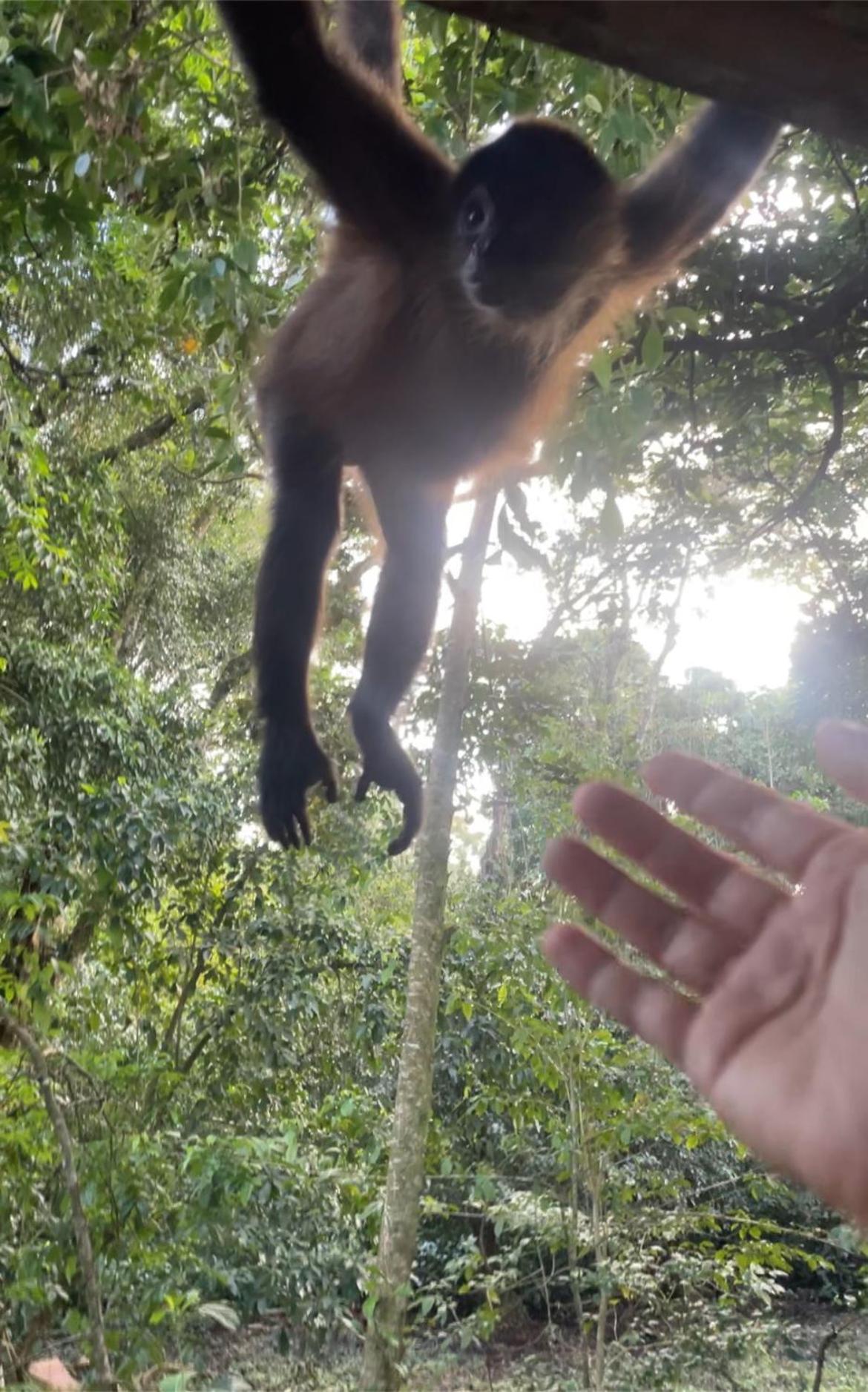 Casa Jaguar Tortugueroヴィラ エクステリア 写真