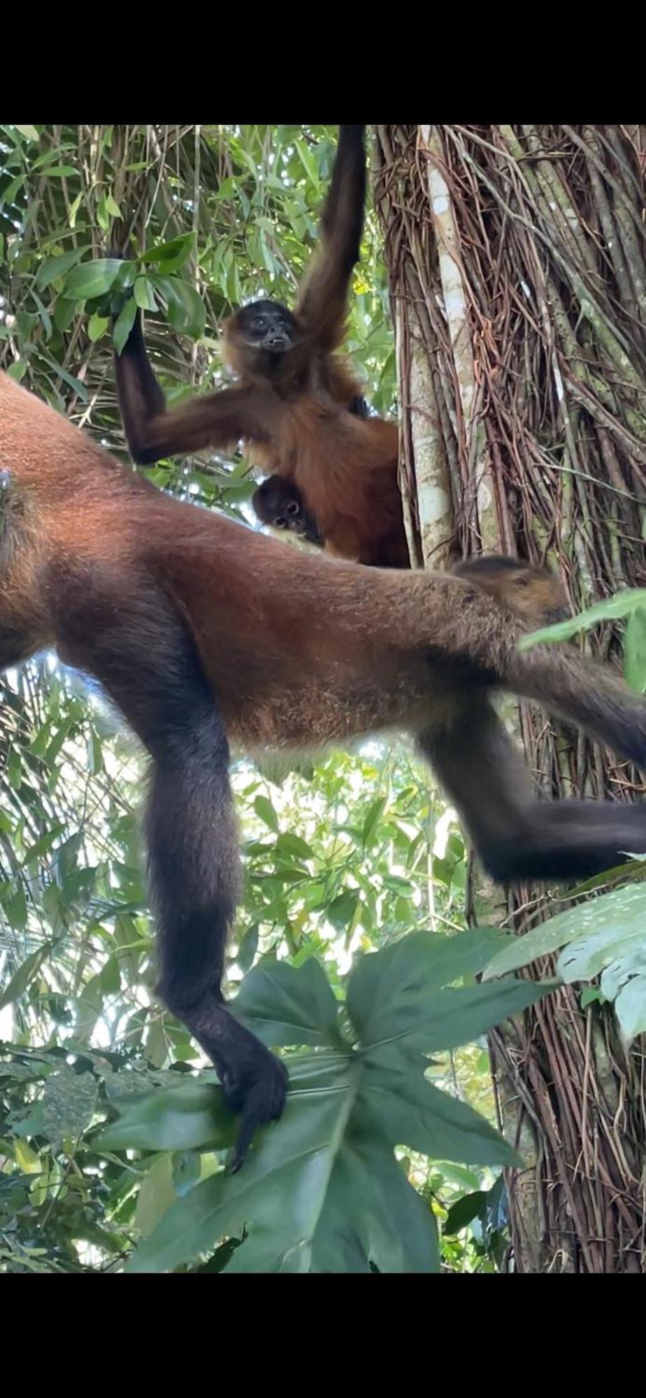 Casa Jaguar Tortugueroヴィラ エクステリア 写真
